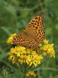 Keizersmantel [Argynnis paphia] - Tenella plas Oostvoorne (5jul2026) 